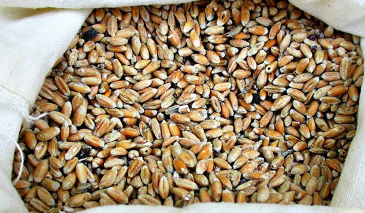 Il grano solina